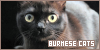 Cats: Burmese: 